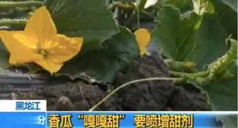 余姚有没有吃瓜,瓜香四溢，品味生活新风尚