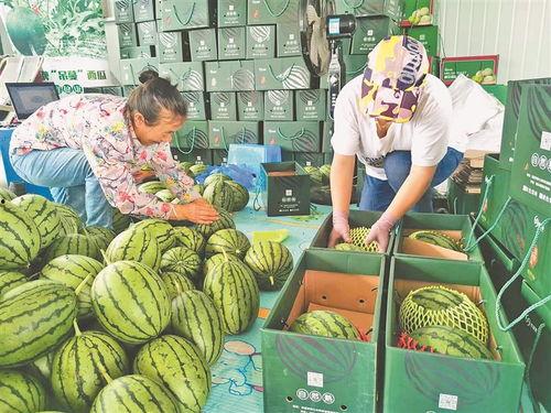 最近偃师吃瓜事件,一场网络热议背后的真相与反思