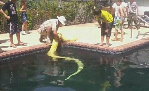 男子游泳被吃瓜,男子游泳选手意外成“吃瓜”焦点