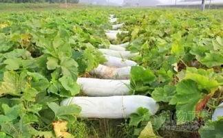 吃瓤子瓜有什么好处