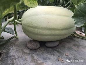 哪里可以找到吃瓜,如何轻松找到最新“吃瓜”资讯