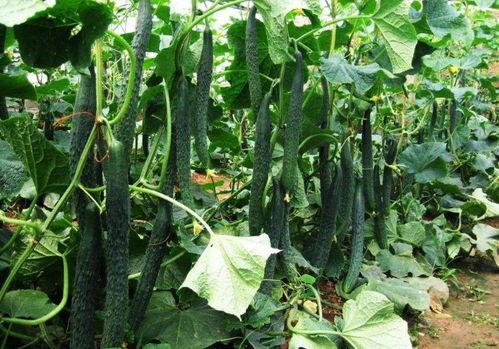 适合大暑的吃瓜