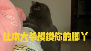 带你吃瓜补全小猫