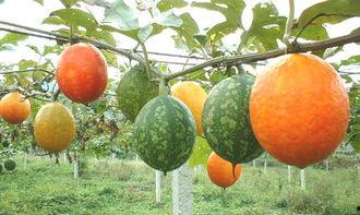 吃吊瓜么,吃吊瓜的体验与感悟