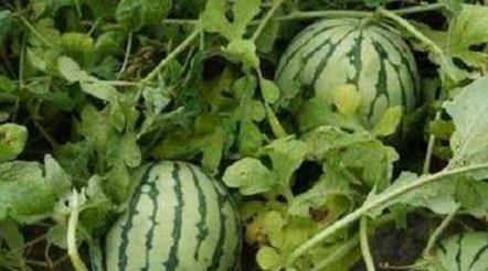 到此为止吃瓜,揭秘网络热议背后的真相与趣味