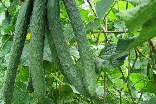 到此为止吃瓜,揭秘网络热议背后的真相与趣味