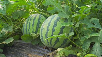 介休吃瓜曝光视频,视频曝光引发网友热议