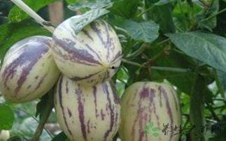 发炎吃茄瓜,天然食材的神奇疗效