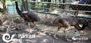 驼鸟吃白瓜么,揭秘它们是否食用白瓜