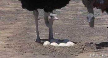 驼鸟吃白瓜么,揭秘它们是否食用白瓜