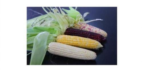 吃哈密瓜可以吃玉米吗,美味搭配的夏日盛宴