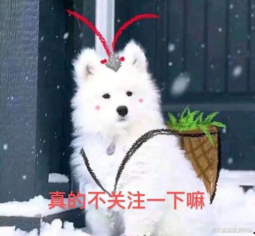 内娱吃瓜猹,揭秘娱乐圈背后的八卦风云