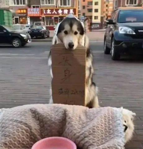 吃瓜群众的狗子,萌宠界的“网红”传奇