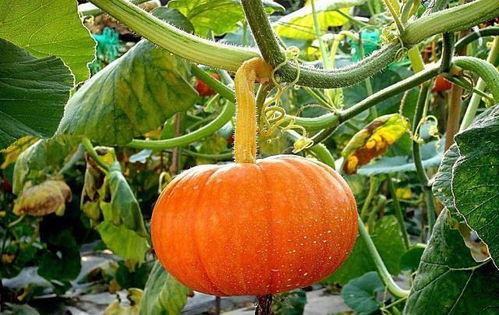 农业学校吃瓜,瓜果飘香，收获满满